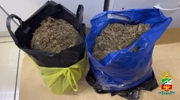 Фото: В Кузбассе мужчина собирал коноплю возле железной дороги 1