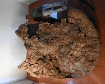 Фото: Найдена самая большая в мире древняя черепаха, весившая больше тонны 1
