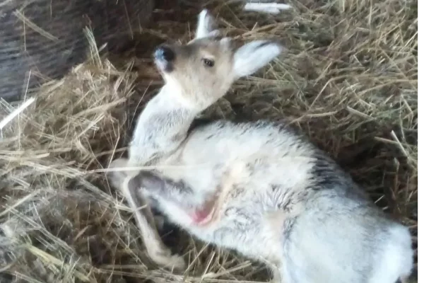 В Кузбассе водитель сбил на трассе косулю и скрылся с места аварии