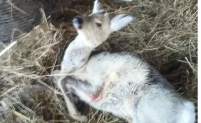 В Кузбассе водитель сбил на трассе косулю и скрылся с места аварии