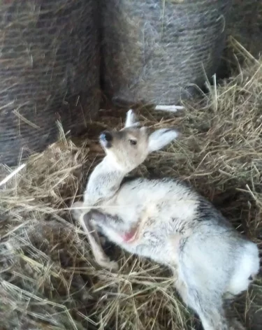 Фото: <a href=https://vk.com/im/convo/121786278?entrypoint=list_all&w=wall-200752967_8842>Минлескомплекса и охотхозяйства Кузбасса </a>/ «ВКонтакте»