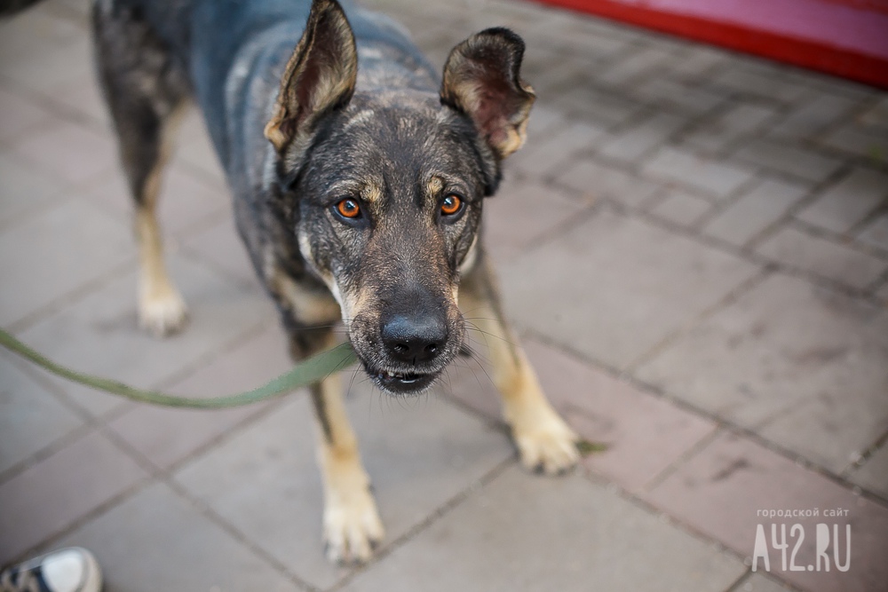 В Кузбассе бездомные собаки повредили припаркованный во дворе автомобиль