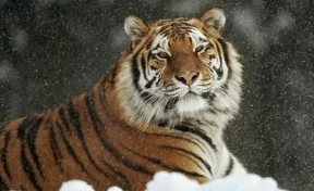 Житель Приморья убил и заморозил амурского краснокнижного тигра