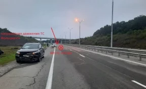 В Приморье на трассе сбили амурского тигра