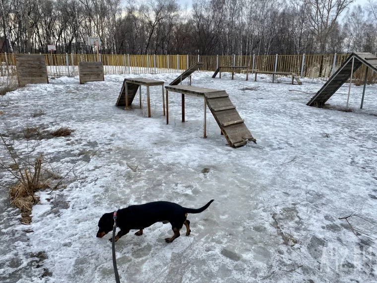 Фото: Развалины и грязь. Как мы обходили площадки для выгула собак в Кемерове и Новокузнецке 84