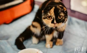 Жительница Кузбасса продала несуществующего котёнка за 5 тысяч рублей