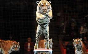 Кемеровчан приглашают на цирковое шоу «Королевские тигры Суматры»
