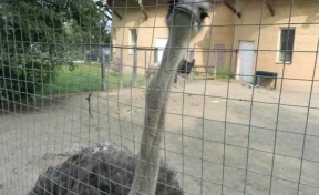 В Китае полицейские устроили погоню за страусом, сбежавшим из зоопарка