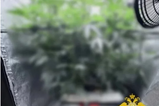 Кемеровчанин обустроил в квартире портативную теплицу для выращивания конопли 