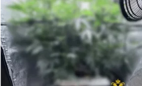 Кемеровчанин обустроил в квартире портативную теплицу для выращивания конопли 