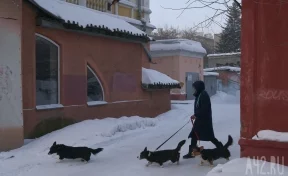 В Новокузнецке женщина купила у мошенников щенка корги