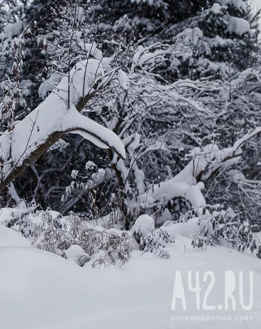 Власти опровергли информацию о нападении медведя на мужчину в Кемерове