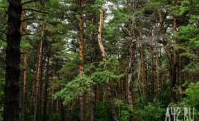 В Кузбассе суд обязал предпринимателя возместить причинённый диким животным ущерб 