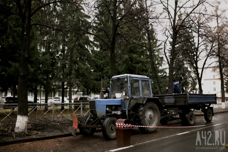 Фото: Уродливые, но безопасные: зачем в Кемерове каждый год пилят деревья 9
