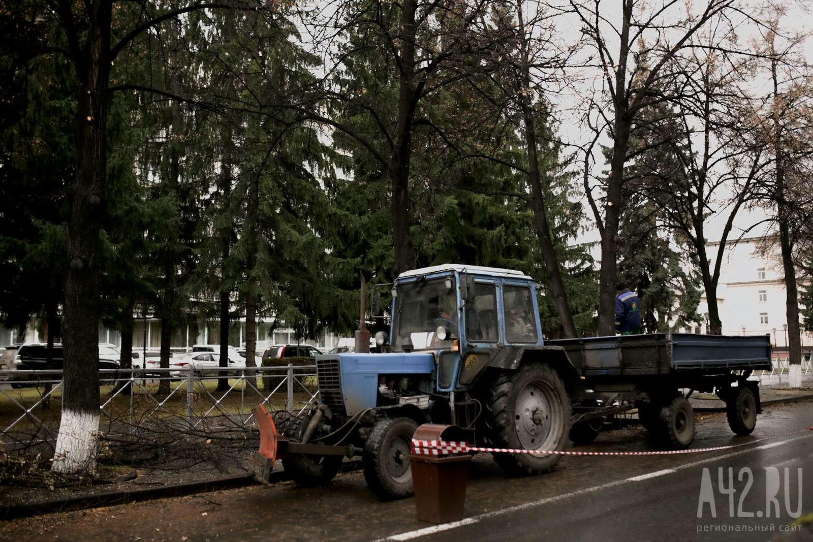 Уродливые, но безопасные: зачем в Кемерове каждый год пилят деревья