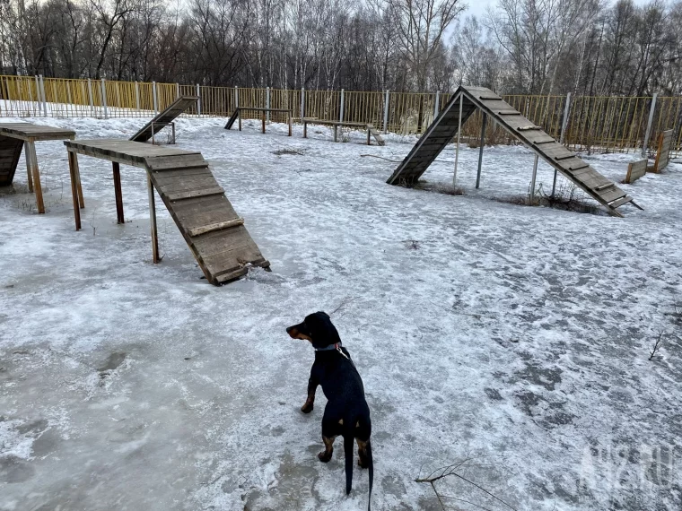 Фото: Развалины и грязь. Как мы обходили площадки для выгула собак в Кемерове и Новокузнецке 85