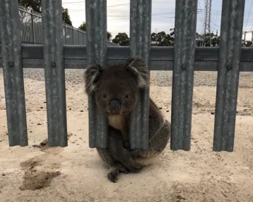 Фото: В Австралии нашли «самую неудачливую коалу» планеты 1