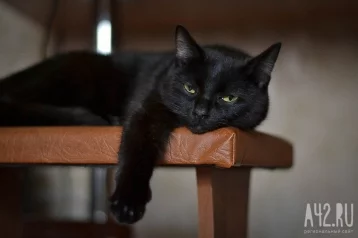 Фото: В Карелии домашний кот загрыз гадюку, спасая хозяев 1