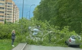 «Автобусы не могут проехать»: сильный ветер повалил дерево на дорогу в Кемерове