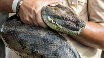 Фото: В Москве во дворе жилого дома нашли крупную змею 1