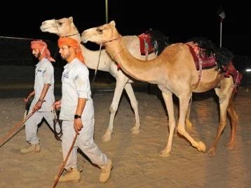Фото: В столице ОАЭ появились полицейские патрули на верблюдах 1