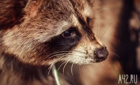 В Минприроды Краснодарского края опровергли массовый отстрел енотов в регионе