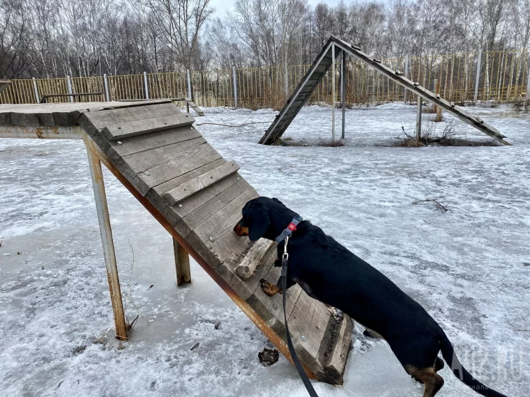 Фото: Развалины и грязь. Как мы обходили площадки для выгула собак в Кемерове и Новокузнецке 83