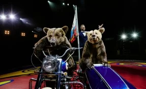 Династия Филатовых представит в Кемерове новую цирковую программу «Нашествие медведей»
