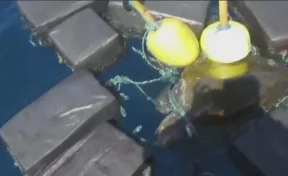 В США спасли черепаху, которая запуталась в тюках с 800 килограммами кокаина