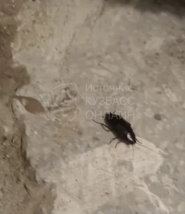 Фото: Кемеровчане пожаловались на крыс и тараканов в многоквартирном доме 1
