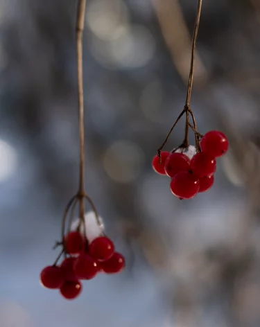 Матвеев день или Матвей Зимний: народные приметы на 29 ноября