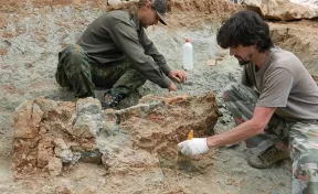 В Кемеровской области начнутся поиски останков динозавров