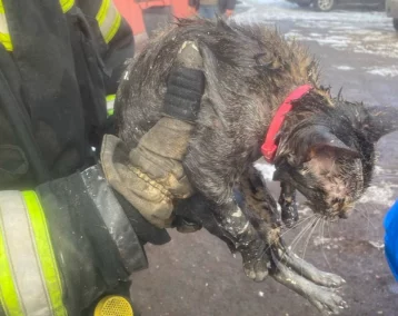 Фото: В Калининградской области пожарные спасли 6 человек и кота 1