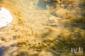 Фото: «Очень грязная вода»: жители кузбасского города пожаловались на сильный запах от реки 1