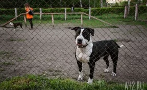 В Кузбассе детям и пьяным запретили выгуливать крупных собак: власти расширили список правил