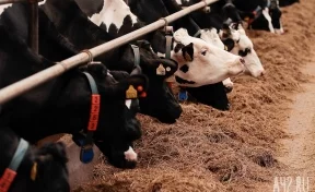 В Кузбассе на ферме трупы коров складировали рядом с территорией