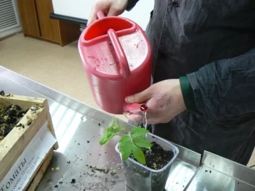 Фото: В Кузбассе несовершеннолетние осуждённые будут выращивать дыни и арбузы 1