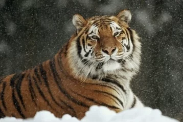 Фото: Житель Приморья убил и заморозил амурского краснокнижного тигра 1