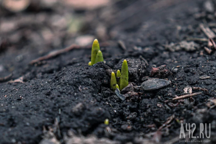 Фото: Сугробы выше крыши и Эль-Ниньо: капризы погоды в Кузбассе и прогноз на весну 2026 года 3