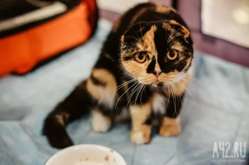 Фото: Жительница Кузбасса продала несуществующего котёнка за 5 тысяч рублей 1