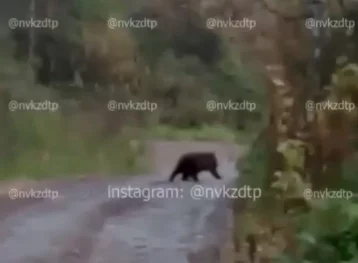 Фото: Кузбассовец снял на видео медвежонка, залезшего от испуга на дерево 1