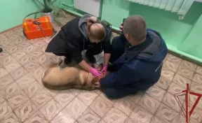 В Москве иностранец избил бездомную собаку