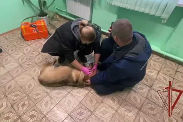 В Москве иностранец избил бездомную собаку