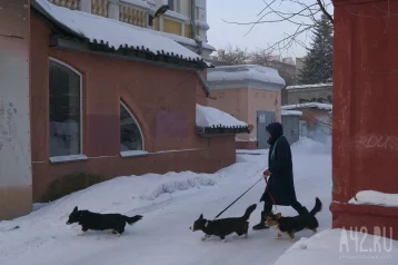 Фото: В Новокузнецке женщина купила у мошенников щенка корги 1