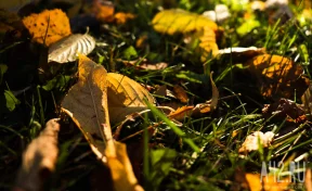 День Феофана Милостивого: приметы на 12 октября