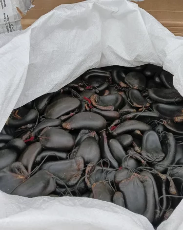 Фото: пресс-служба Сибирского управления Россельхознадзора