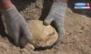Фото: Кузбасские археологи нашли кость динозавра возрастом 150 миллионов лет 1