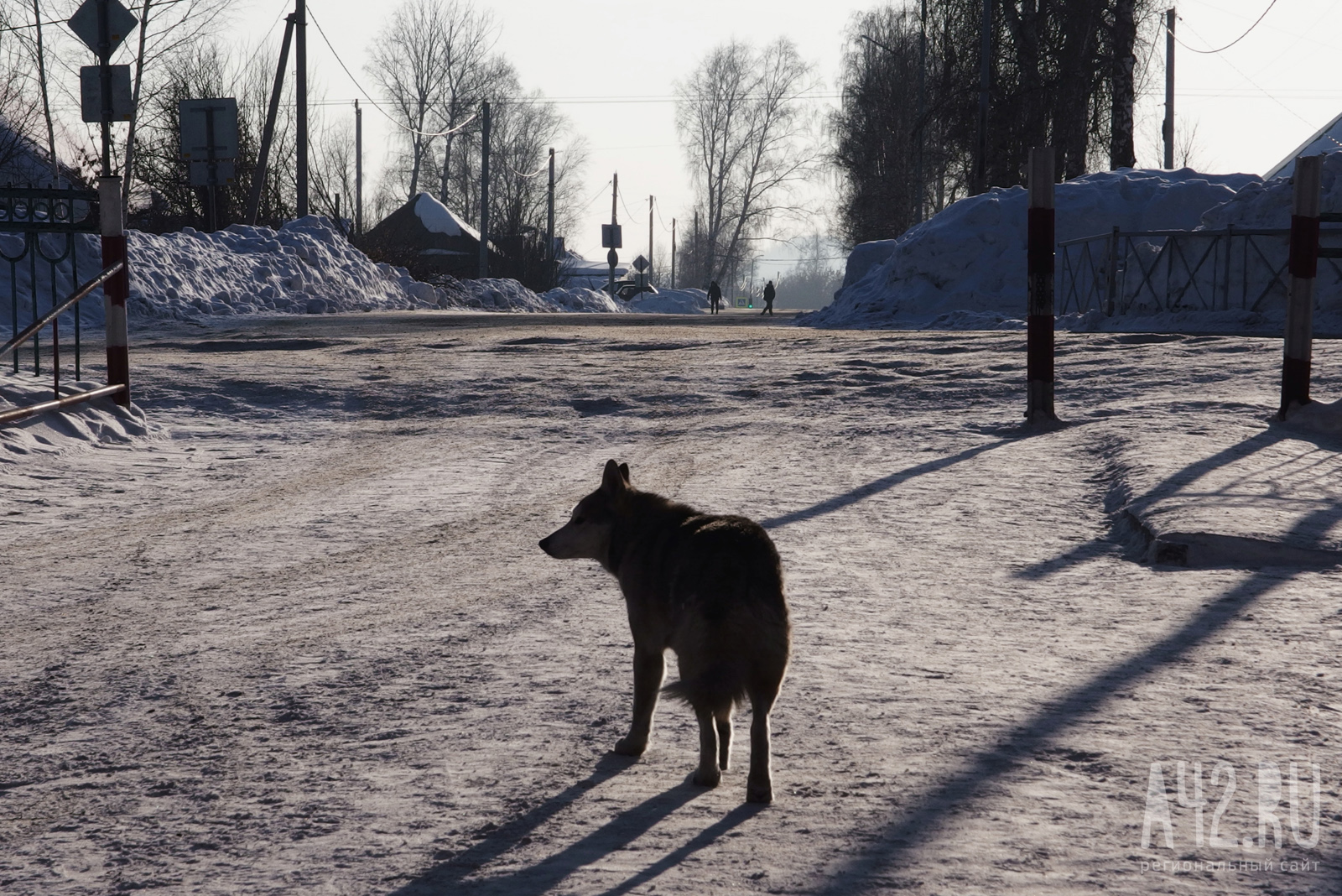 В Петербурге спасли собаку, попавшую в полынью 