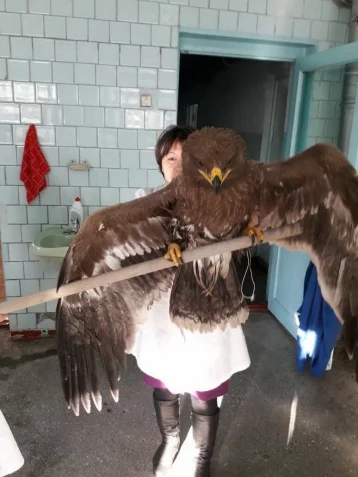 Фото: В Таштаголе нашли редкого степного орла 1