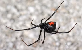 Учёные: от укуса ядовитого паука спасёт спичка
